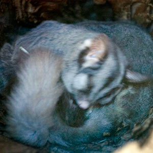 Sugar Glider