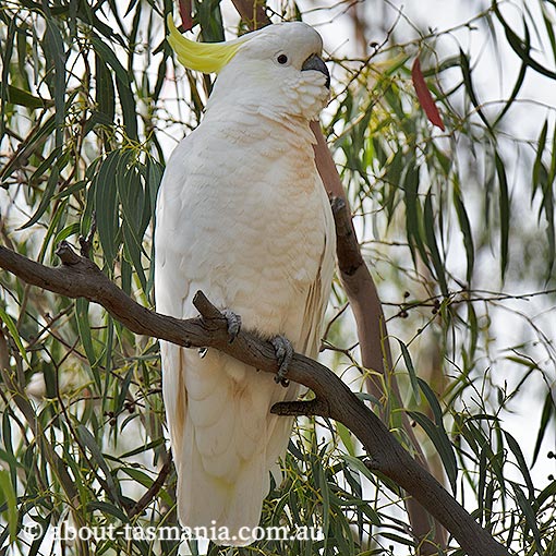 Sulphur-crested cockatoo, Cacatua galerita, Tasmania