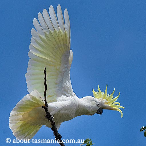 Sulphur-crested cockatoo, Cacatua galerita, Tasmania