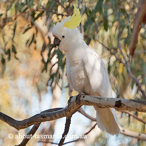 Sulphur-crested cockatoo, Cacatua galerita, Tasmania