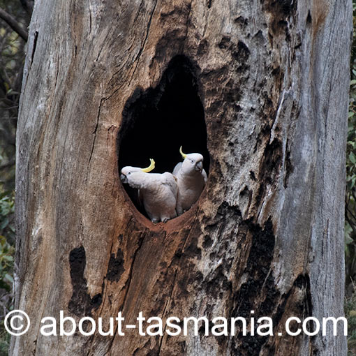 Cacatua alba