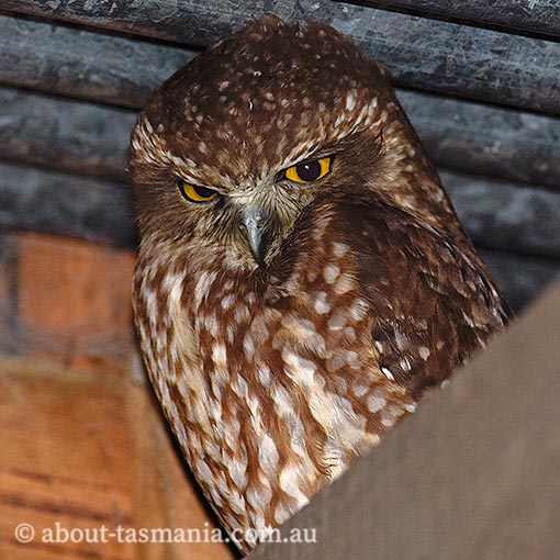Ninox novaeseelandiae, Morepork, Tasmanian Spotted Owl