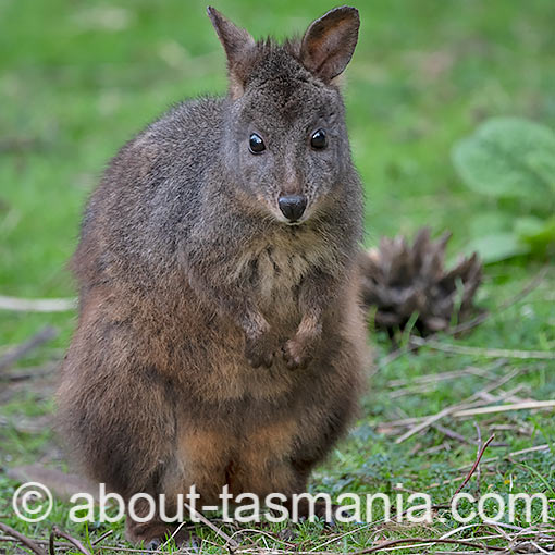 Tasmanian Pademelon, Thylogale billardierii, Tasmania