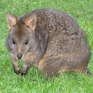 Tasmanian Pademelon