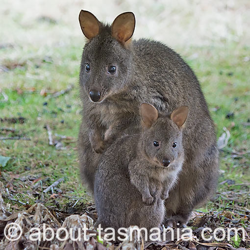 Tasmanian Pademelon, Thylogale billardierii, Tasmania
