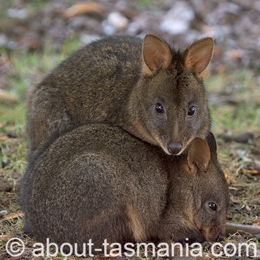 Tasmanian Pademelon, Thylogale billardierii, Tasmania
