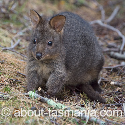 Tasmanian Pademelon, Thylogale billardierii, Tasmania