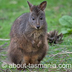 Tasmanian Pademelon