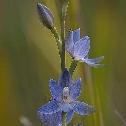 Thelymitra aristata,<br />
Great Sun Orchid, Tasmania