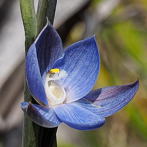 Thelymitra aristata, Great Sun Orchid, Tasmania