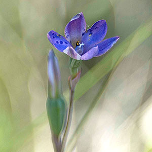 Thelymitra juncifolia