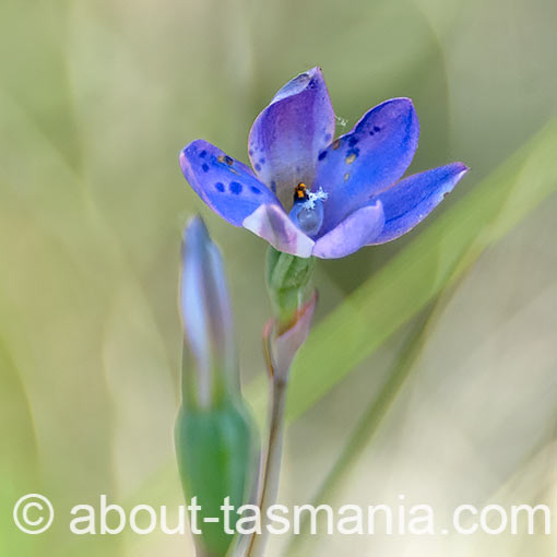 Thelymitra juncifolia, Large-spotted Sun Orchid, Tasmania