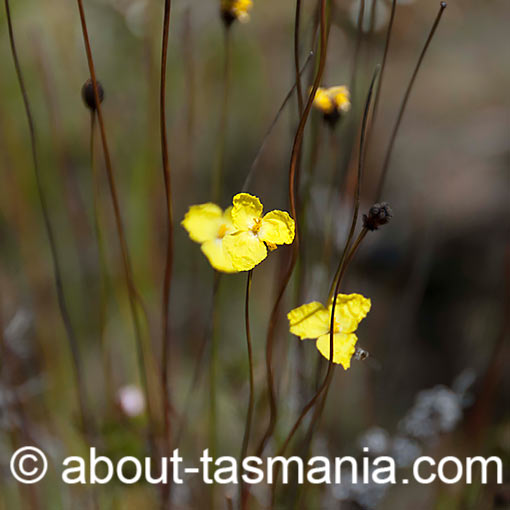 Xyris operculata, tall yelloweye, Tasmania