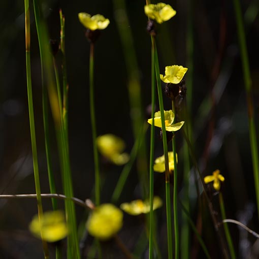 Xyris operculata, tall yelloweye, Tasmania