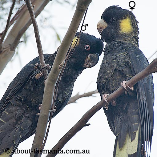 Yellow-tailed Black Cockatoo, Calyptorhynchus funereus, Tasmania