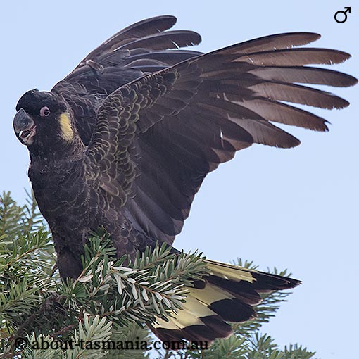 Yellow-tailed Black Cockatoo, Calyptorhynchus funereus, Tasmania