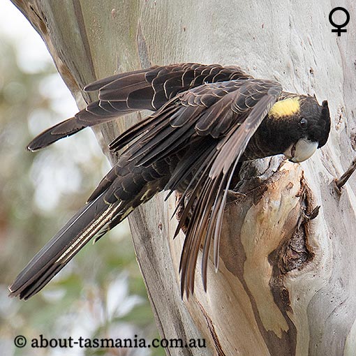 Yellow-tailed Black Cockatoo, Calyptorhynchus funereus, Tasmania
