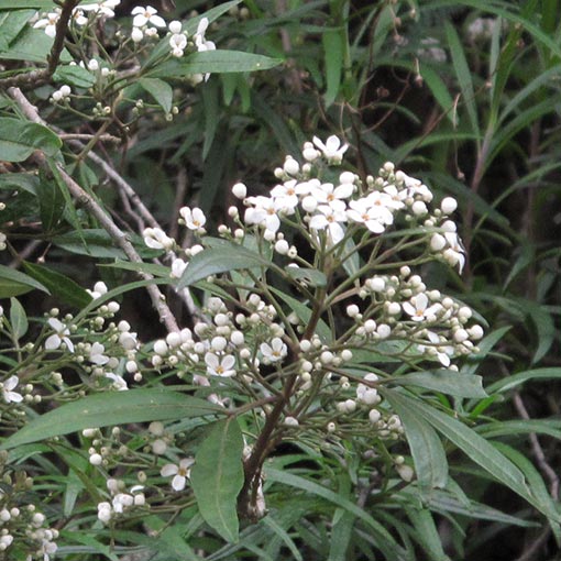 Zieria arborescens, stinkwood, Tasmania