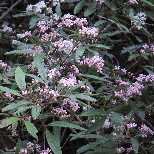 Zieria arborescens, stinkwood, Tasmania