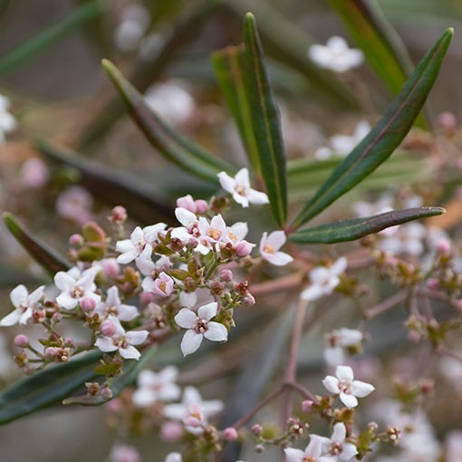 Zieria arborescens, stinkwood, Tasmania