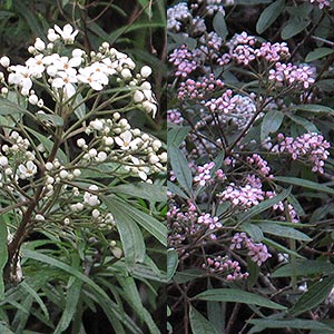 Zieria arborescens