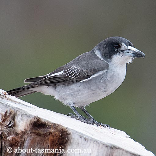 Grey Butcher Bird, Cracticus torquatus, Tasmania