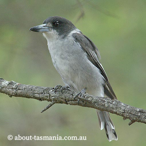 Grey Butcher Bird, Cracticus torquatus, Tasmania