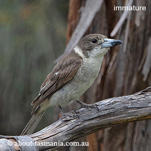 Grey Butcher Bird, Cracticus torquatus, Tasmania