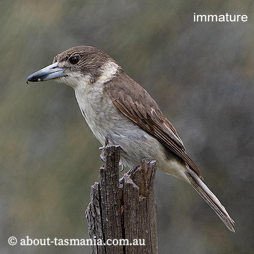 Grey Butcher Bird, Cracticus torquatus, Tasmania