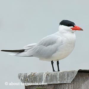 Caspian Tern