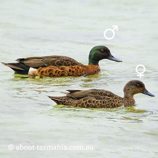 Chestnut Teal, Anas castanea, Tasmania