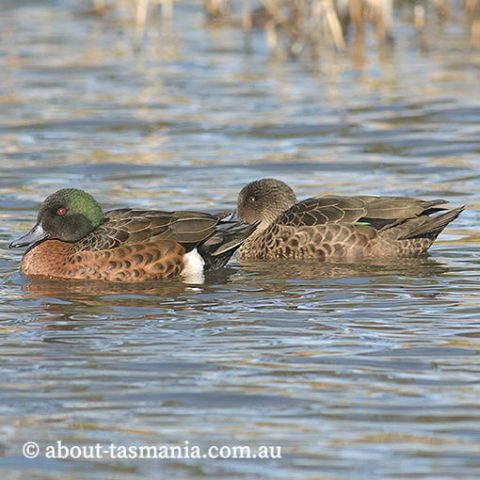 Chestnut Teal | About Tasmania