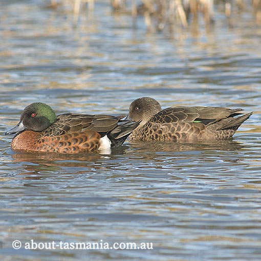 Chestnut Teal, Anas castanea, Tasmania
