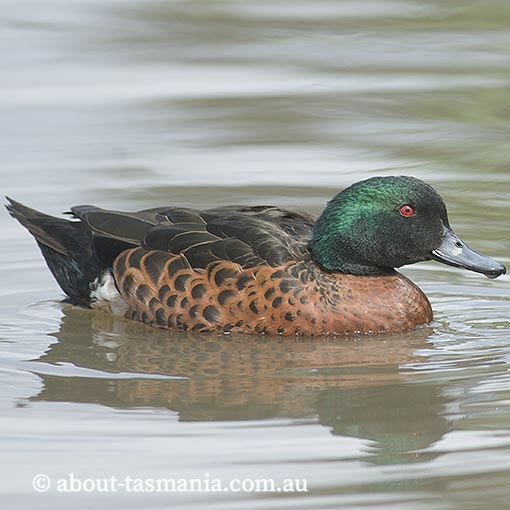 Chestnut Teal, Anas castanea, Tasmania