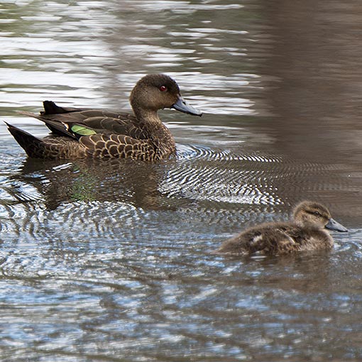Chestnut Teal, Anas castanea, Tasmania