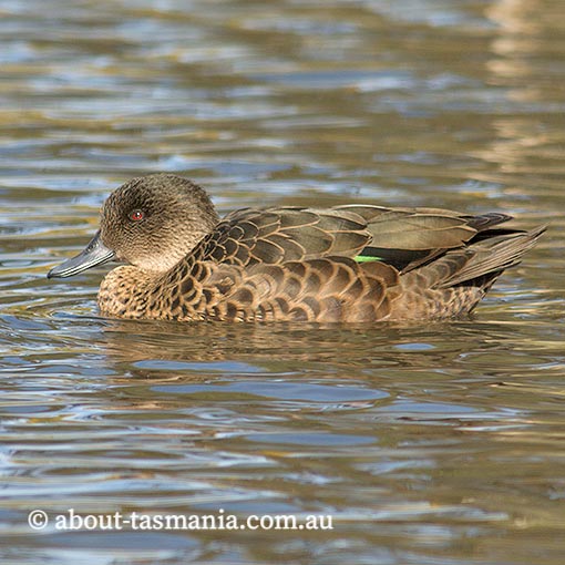 Chestnut Teal, Anas castanea, Tasmania
