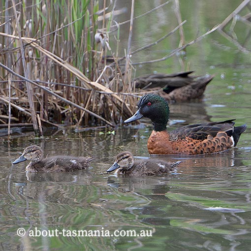 Chestnut Teal, Anas castanea, Tasmania