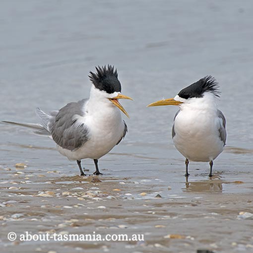Greater Cresterd Tern, Sterna bergii, Tasmania