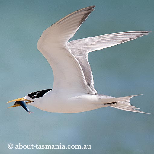 Greater Cresterd Tern, Sterna bergii, Tasmania