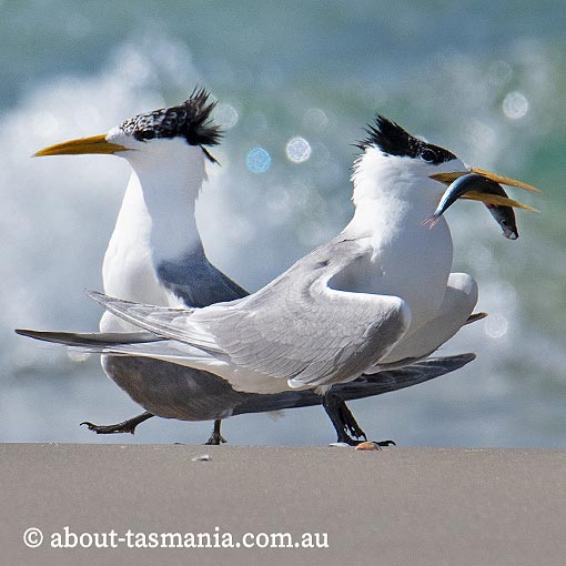 Greater Cresterd Tern, Sterna bergii, Tasmania