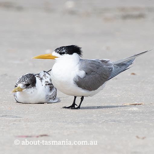Greater Cresterd Tern, Sterna bergii, Tasmania