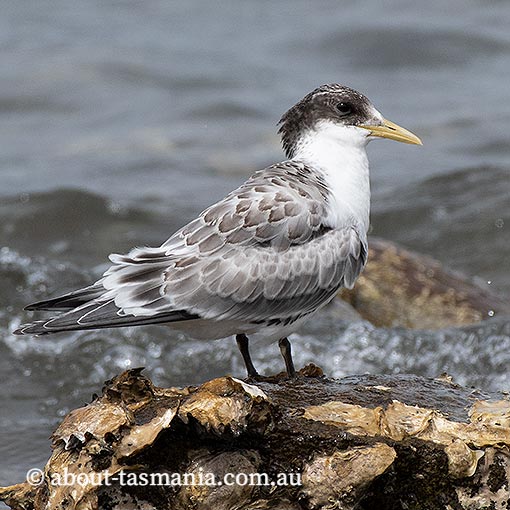 Greater Cresterd Tern, Sterna bergii, Tasmania