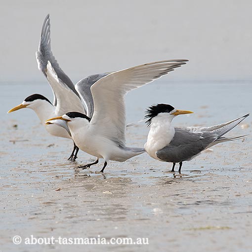 Greater Cresterd Tern, Sterna bergii, Tasmania
