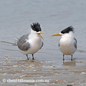 Greater Crested Tern