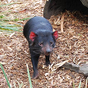 Tasmanian Devil