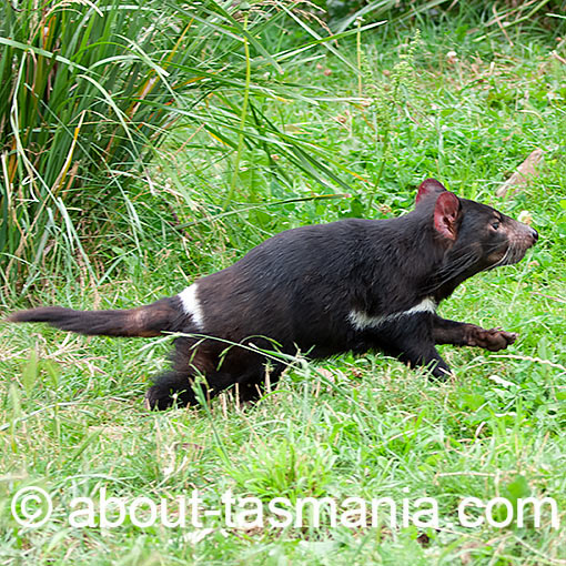 Tasmanian devil, Sarcophilus harrisii, Tasmania