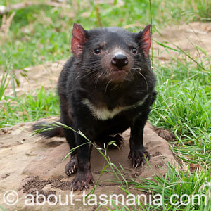 Tasmanian Devil