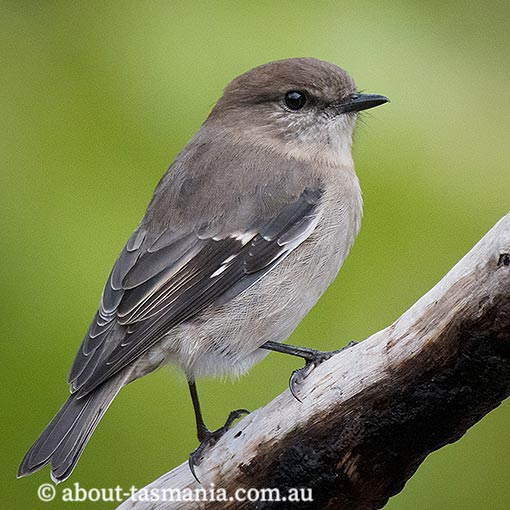 Dusky robin, Melanodryas vittata, Tasmania