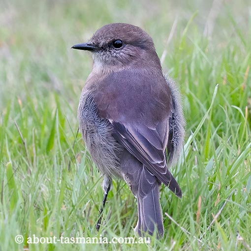 Dusky robin, Melanodryas vittata, Tasmania