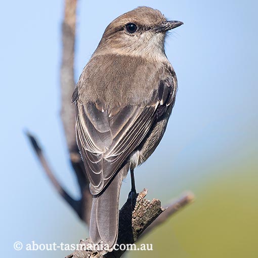 Dusky robin, Melanodryas vittata, Tasmania